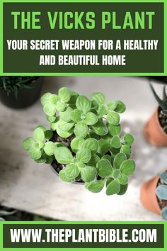 Vicks Plant Planting Tips, Raised Garden Beds Diy, Propagating Plants, Raised Garden, Raised Garden Beds, Beautiful Home, Garden Beds, Plant Care