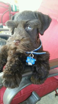 a small brown dog sitting on top of a red chair with a blue tag around it's neck