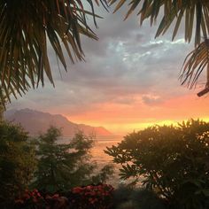 the sun is setting over the water and trees in front of some bushes with red flowers