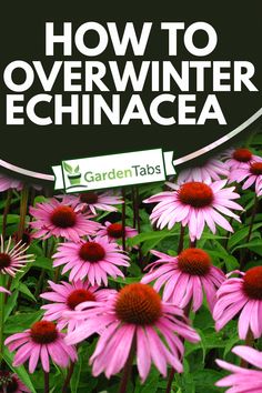 pink flowers with the words how to overwint echinacea