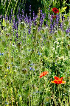 wildflowers and other flowers in a field