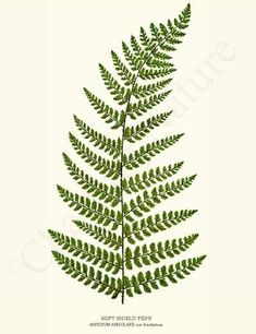 a green fern leaf on a white background