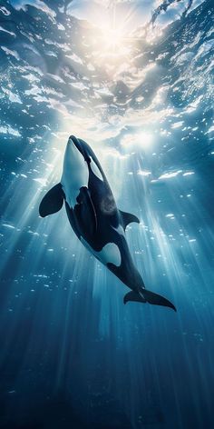 an orca swimming in the ocean with sunlight streaming through it