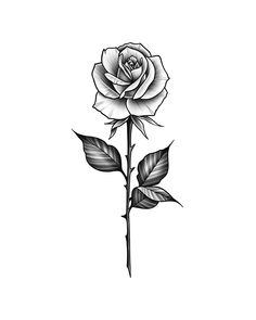 White Drawing, Rose Tattoo Design, Black And White Drawing, Rose Tattoo, A Rose, White Rose, Tattoo Design, Tattoo Ideas, Black And White