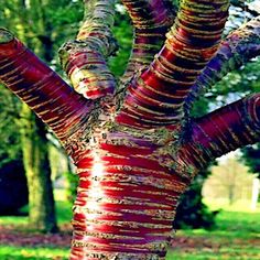 the trunk of a tree with red and gold stripes