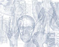 an image of the human body with muscles and bones in blue ink on white paper