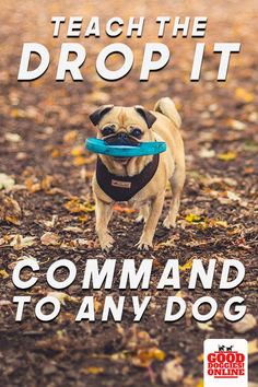 a dog with a frisbee in its mouth on the cover of teach the drop it