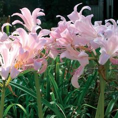 some pink flowers are growing in the grass