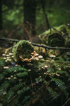 mushrooms and moss growing on the side of a fallen tree in a forest with lots of trees