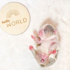 a baby pig is laying on its back next to a sign that says hello world