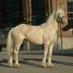 a man is walking his horse down the street