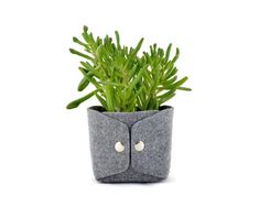 a potted plant in a grey felt case with two buttons on the front and side