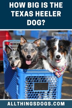 three dogs sitting in a blue crate with the words how big is the texas heeler dog?