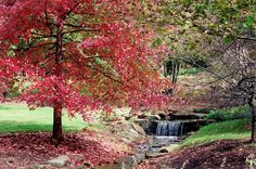 a stream running through a lush green forest filled with red leaves on the ground next to a small waterfall