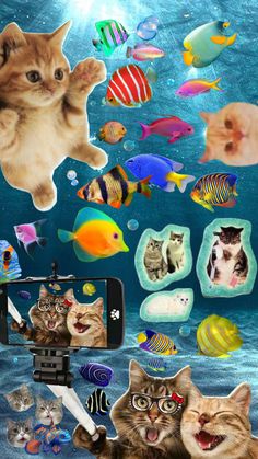 an image of cats and fish in the ocean with their selfies taken by a cell phone