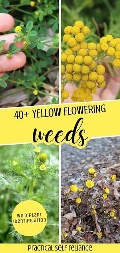 yellow flowers with text overlay that says 40 + yellow flowering weeds practical self reliance