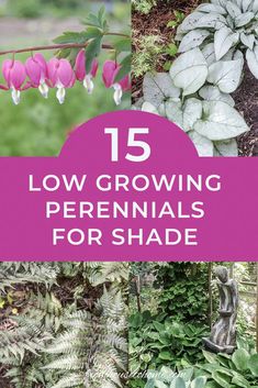 the top ten low growing perennials for shade