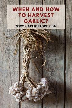 garlic hanging on a wooden wall with the words when and how to harvest garlic?