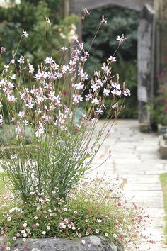 some pink and white flowers are in a rock planter on the side of a walkway