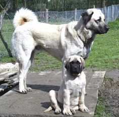 two dogs standing next to each other on a cement slab in front of a chain link fence