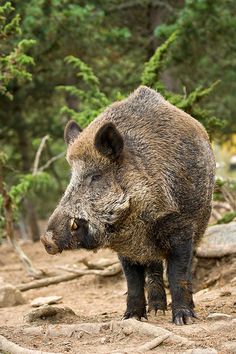 a large brown bear standing on top of a dirt field