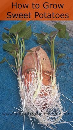 how to grow sweet potatoes in the garden