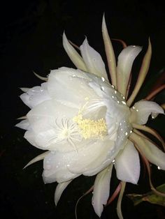 a large white flower with water droplets on it