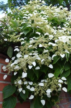 white flowers growing on the side of a brick wall