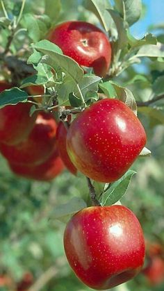 an apple tree filled with lots of red apples