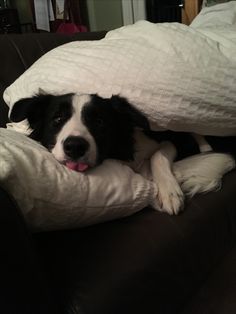 a black and white dog laying on top of a couch under a blanket with its tongue hanging out