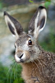 a close up of a rabbit with grass in the background