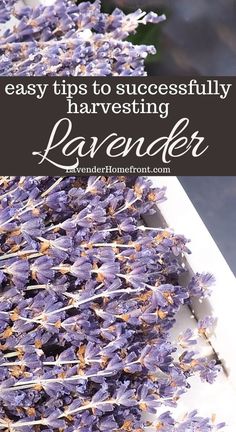 lavender flowers with text overlay that says easy tips to successfully harvesting lavenders