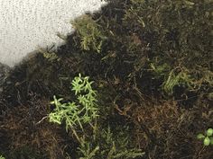 some green plants growing out of the ground