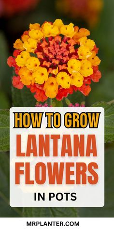 an orange and yellow flower with the words how to grow lantana flowers in pots