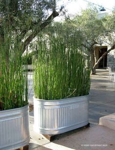 two white planters with green plants in them