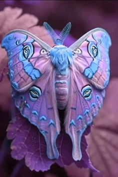 a blue and pink butterfly sitting on top of a purple leaf with its wings open