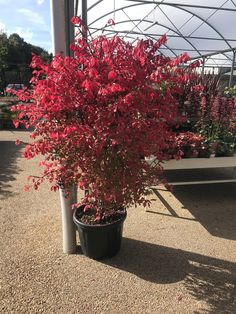 a potted plant with red flowers sitting in the middle of a gravel area next to a bench