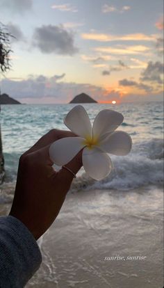 a person holding up a flower in front of the ocean at sunset on a beach