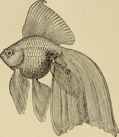 an old book with a drawing of a goldfish