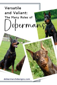 three different pictures of dogs with the words versa and valiant, the many roles of dobermanans