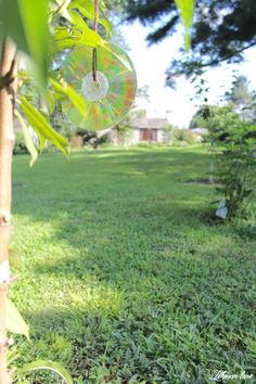 a green yard with trees and grass in the foreground that has a disc hanging from it's side