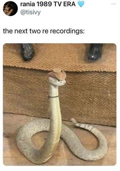 an image of a snake on the floor with caption that reads, i'm going to get rid of it