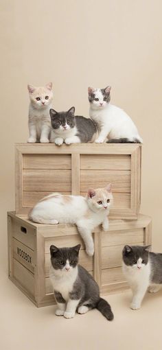 four cats sitting on top of a wooden box