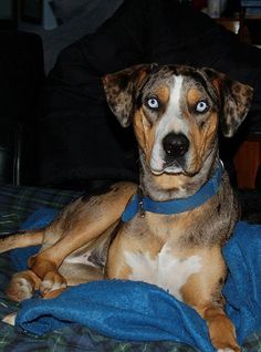 a brown and white dog laying on top of a bed next to a blue blanket