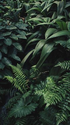 many green plants are growing in the woods