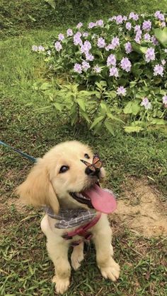 a small dog with a pink frisbee in it's mouth sitting on the grass