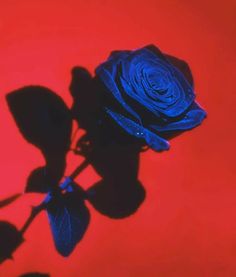 a single blue rose on a red background