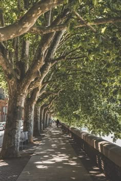 the trees are lined up along the sidewalk