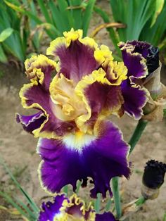 a purple and yellow flower with green leaves in the backgrounnd, on dirt ground