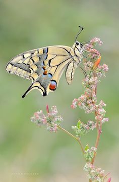 a yellow and black butterfly sitting on top of a flower